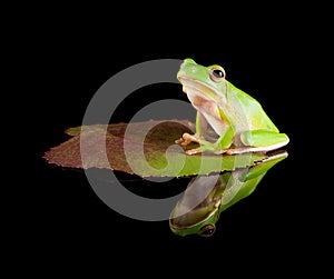 Reflected tree frog on leaf