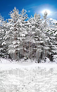 Reflected trees photo