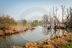 Reflected trees and branches