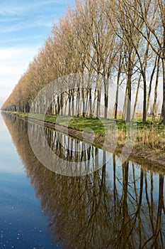 Reflected trees in rural Flanders