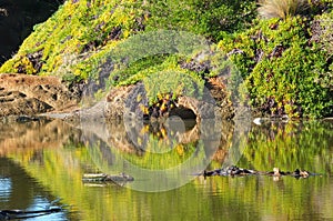 Reflected vegetation on river