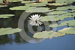 Reflected waterlilies on Lake in Orlando Florida