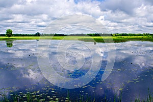 Reflecting clouds, water lilies