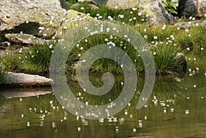 Reflecting flowers