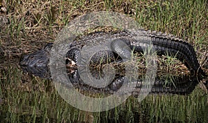 Reflecting Gator