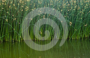 Reflecting Green Reeds photo