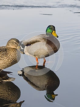 Reflecting Mallards