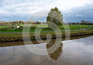 Reflecting tree and grazing cows at the agriculture fields of the river Dender around Liedekerke, Flanders, Belgium