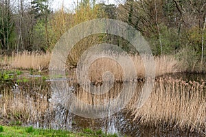 Reflecting water reeds and plants in the Rodebach creek, Germany