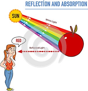 Reflection and absorption vector illustration