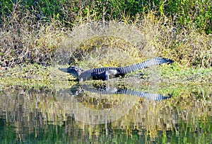 Alligator reflection