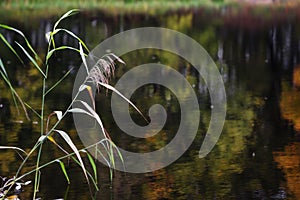 Reflection of autumn forest in the lake.