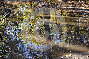 Reflection of an autumn forest in a puddle after rain