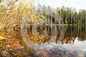 Reflection of the autumn shore in the water of the forest lake. Autumn landscape