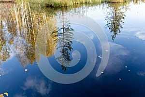 Reflection of autumn trees