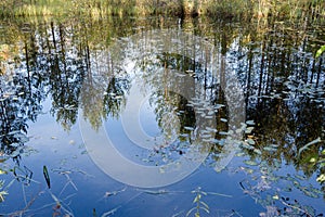 Reflection of autumn trees