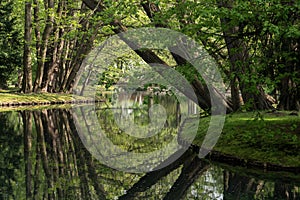 Reflection of Autumn Trees on the Water Surface