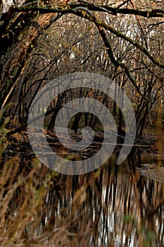 Reflection of bare winter trees in the Sangamon River