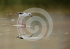 Reflection Black-winged Stilt moving