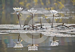 reflection of blooming lotus flower in pond with leaves floating in pond.