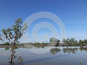 Reflection of blue sky at a ricefield.