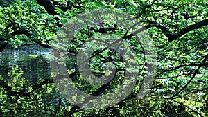 Reflection of branches on a lake.