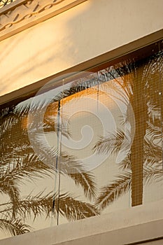Reflection of branches of palm trees in the windows of a light building