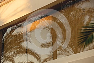 Reflection of branches of palm trees in the windows of a light building