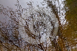 Reflection of branches on water surface.