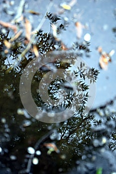 A reflection of a brench of a tree in the water, Silesian Park