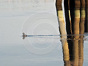 Reflection of bufflehead duck (Bucephala albeola), bird, swimming in water