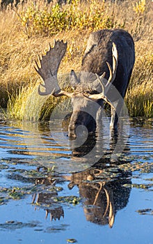 Reflection of a Bull Moose Drinking in Fall in Wyoming