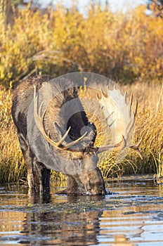 Reflection of a Bull Shiras Moose Drinking in Fall