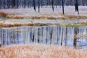 Reflection of Burned Trees in Cold Water
