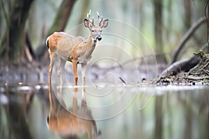 reflection of bushbuck in still forest waterbody
