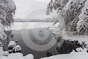 Reflection in calm water of birch tree bended by snow