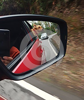 reflection of a car rear view mirror, woman taking a picture and a dog looking out the window from the back seat of the car