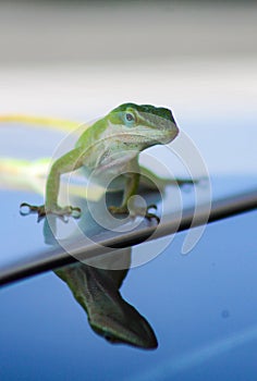 Reflection of Carolina Green Anole Lizard