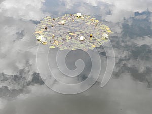 Reflection of Clouds in a Pond of Waterlilies