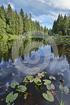 Reflection of clouds and trees in a small pond.