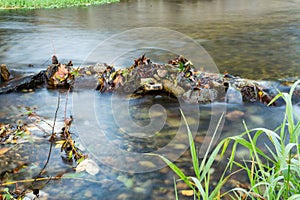 Reflection of coastal trees in the water surface of the pond.