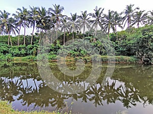 Reflection of coconut trees near the river