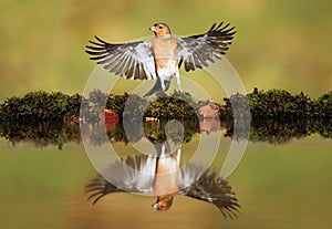 Reflection of a Common chaffinch with open wings photo