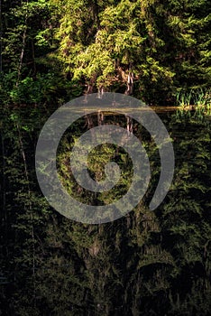 Reflection of conifer tree on the quiet water surface of a lake in the forest