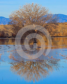 A cottonwood tree reflection