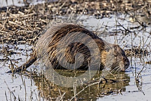 Reflection of a coypu feeding in the Camargue, France