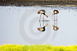 Reflection of Crowned Cranes