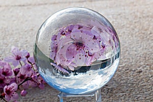 Reflection in a crystal ball of almond blossom