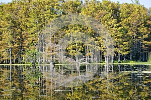 reflection of a cypress dome in the bayou