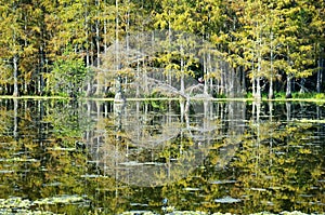 reflection of a cypress dome in the bayou
